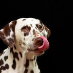 Dog Poop Pickup in Wolverine Lake Michigan