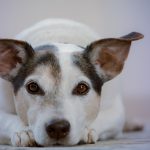 Dog Poop Pickup in Wolverine Lake Michigan